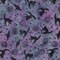 Fabric Lumin Purple Pansy Cats and Ravens Spooktacular Island Batiks by the Quarter Yard 122463455